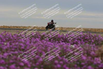 media/Jan-14-2023-SoCal Trackdays (Sat) [[497694156f]]/Turn 14 Exit Bloomig (145pm)/